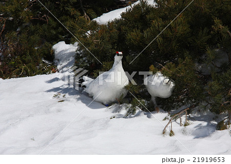 真っ白なライチョウカップル1 21919653