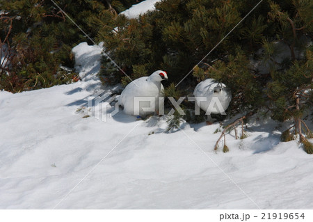 真っ白なライチョウカップル2 21919654
