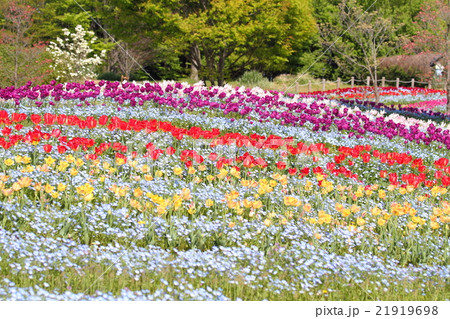 チューリップの花畑 チューリップの花畑 21919698