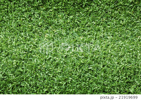 Golf Courses green lawn Golf Courses green lawn 21919699