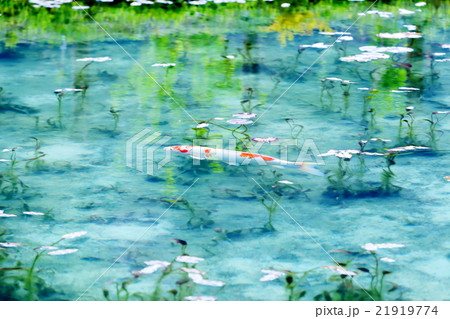 モネの池 21919774