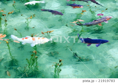 モネの池 21919783