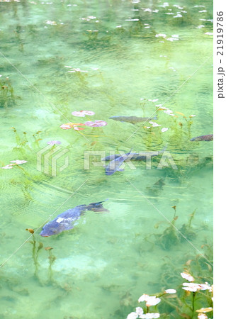 モネの池 21919786