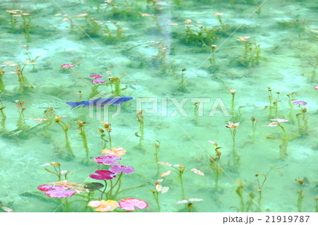 モネの池 21919787