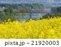 菜の花畑1 21920003
