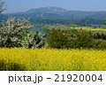 菜の花畑2 21920004