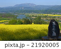 菜の花畑3 21920005