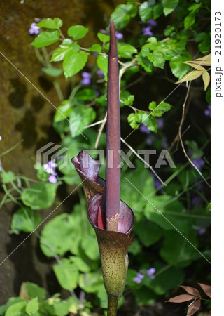 コンニャクの花 21920173