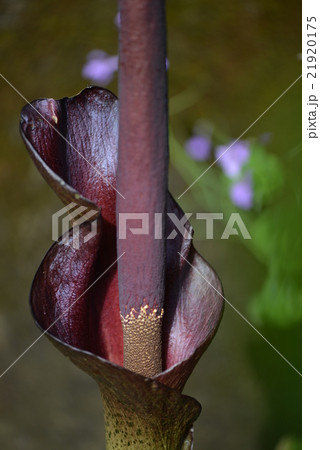 コンニャクの花 21920175