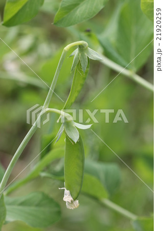 絹さやえんどう(白花種)アップ 絹さやえんどう(白花種)アップ 21920259