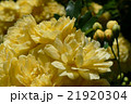 モッコウバラの花 21920304