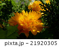 八重咲き　ヤマブキ 21920305