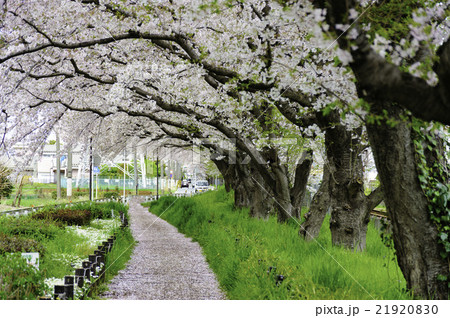 桜並木 桜並木 21920830