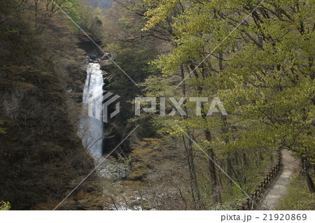 早春の秋保大滝 早春の秋保大滝 21920869