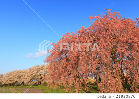 北上 春の展勝地 桜並木 北上 春の展勝地 桜並木 21920876