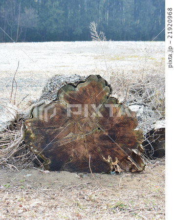 霧株 霧株 21920968