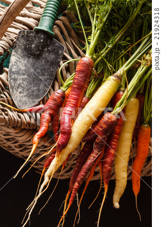fresh carrots 21924318