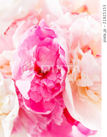 peony on the white peony on the white 21925153