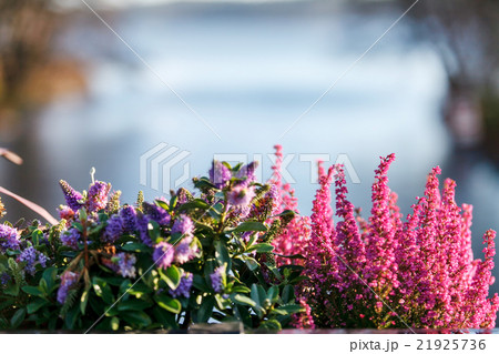 heather in the pot 21925736