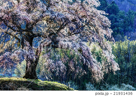 上発知のシダレザクラの写真素材