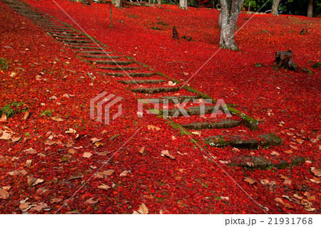 秋の土津神社 秋の土津神社 21931768