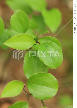 自然　植物　サルトリイバラ、形も葉脈の入り方も特徴的な葉。日当たりのいい斜面でよく見かけます 21931973