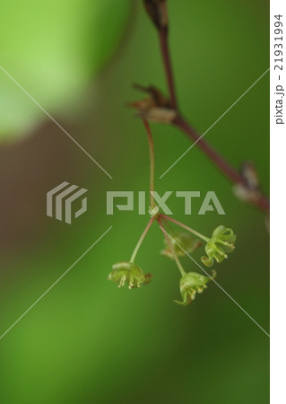 自然　植物　サルトリイバラ、雄花です。雌雄別株なのでこの花が咲いている株には実はつきません 21931994