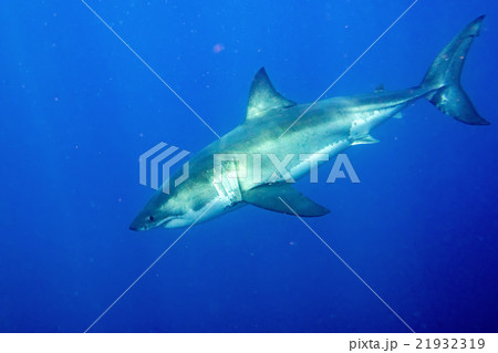 Great White shark ready to attack 21932319