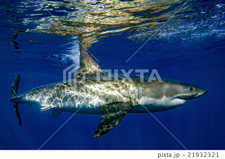 Great White shark ready to attack Great White shark ready to attack 21932321