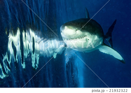 Great White shark ready to attack 21932322