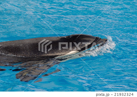 orca killer whale portrait while swimming orca killer whale portrait while swimming 21932324