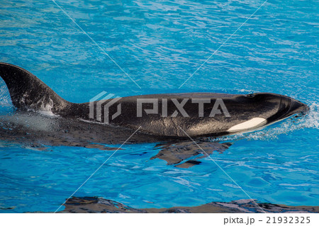 orca killer whale portrait while swimming 21932325