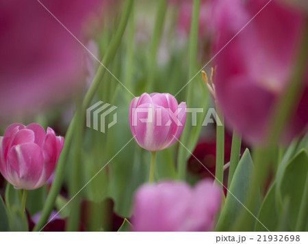 小さなチューリップ 21932698