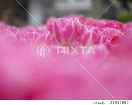 ピンクのチューリップ畑 21932699