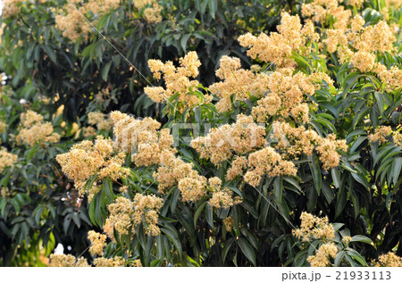 lychee flower 21933113