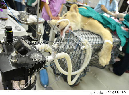 Veterinarian performing an operation on a lion 21933129