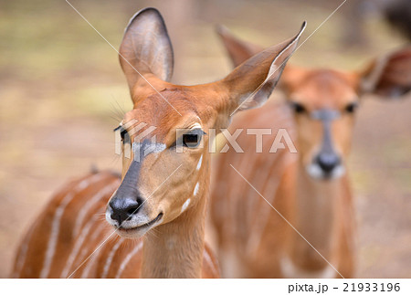 close up of female nyala head close up of female nyala head 21933196
