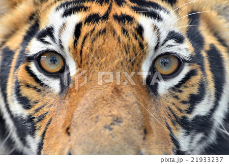 bengal tiger eyes 21933237