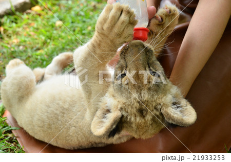 zookeeper feeding baby lion 21933253