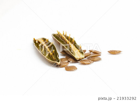 Isolated seed and pod of minnieroot. 21933292