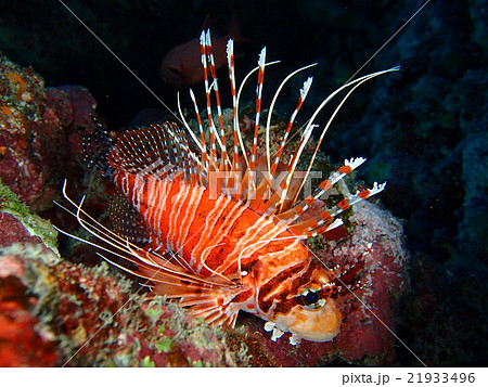 ネッタイミノ ネッタイミノ 21933496