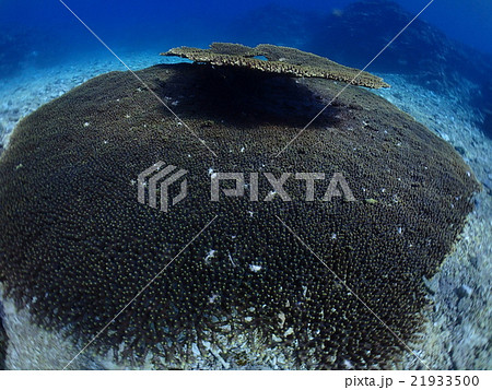 でっかいテーブルサンゴ でっかいテーブルサンゴ 21933500