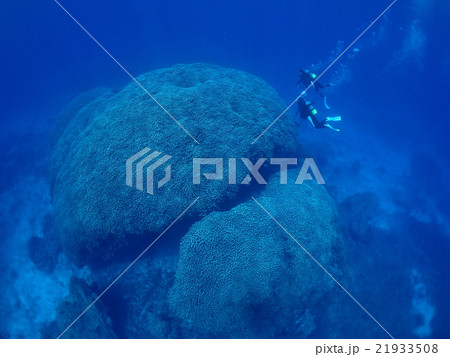 巨大コモンシコロサンゴを潜るダイバー 21933508