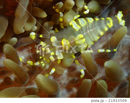イソギンチャクモドキカクレエビ 21933509