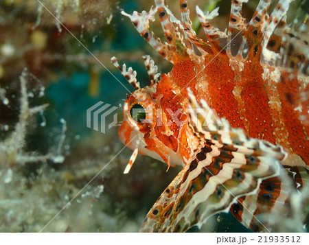 シマヒメヤマノカミ シマヒメヤマノカミ 21933512