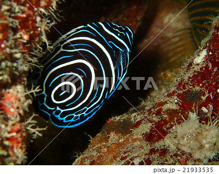 タテジマキンチャクダイの幼魚 21933535