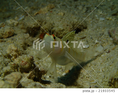 ニチリンダテハゼ 21933545