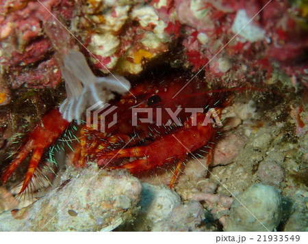 ショウグンエビ ショウグンエビ 21933549