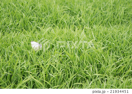 稲の苗と紋白蝶１ 21934451