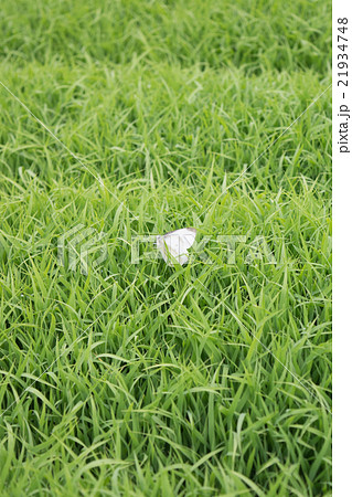 稲の苗と紋白蝶５ 21934748